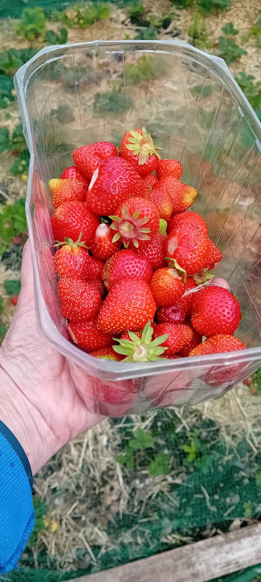 AlisonPailing's tweet image. Nothing says British Summer like picking strawberries in the rain.
#GYO #PYO