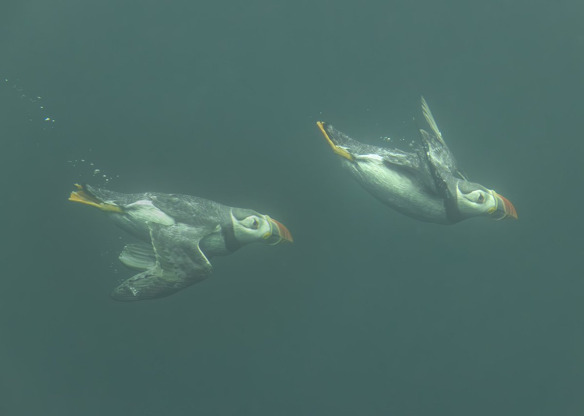 Brian Matthews (@bwmphotouk) on Twitter photo <a href="/SteelySeabirder/">David Steel</a> Good to be back up at the Farnes working with William and Oliver. Underwater flying puffins and guillemots. Next 0400 starts for sunrise!!! #puffin <a href="/SteelySeabirder/">David Steel</a> Good to be back up at the Farnes working with William and Oliver. Underwater flying puffins and guillemots. Next 0400 starts for sunrise!!! #puffin