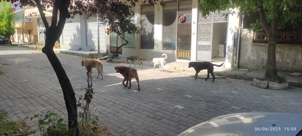 Sinop/Türkeli Güzelkent mahallesi. Sayın yetkililer başıboş köpeklerin toplanması için birinin canının yanmasınımi bekliyorsunuz . Sayın bakanım bitirin şu sorunu artık  bıktık ve korkuyoruz.<a href="/TC_icisleri/">T.C. İçişleri Bakanlığı</a> <a href="/turkelibelediye/">𝗔𝗦𝗧𝗘𝗥 𝗡𝗼𝘁𝗶𝗳𝗶𝗰𝗮𝘁𝗶𝗼𝗻</a> <a href="/TCSinopValiligi/">T.C. Sinop Valiliği</a> <a href="/GuvenliSehirler/">Güvenli Şehirler</a> <a href="/AliYerlikaya/">Ali Yerlikaya</a>