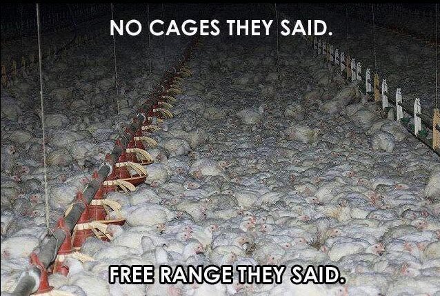 Ⓥ Vegan Activist Girl 🌱🐂🐟🐷🐒🐶🐺 (@vegan_girl_69) on Twitter photo 