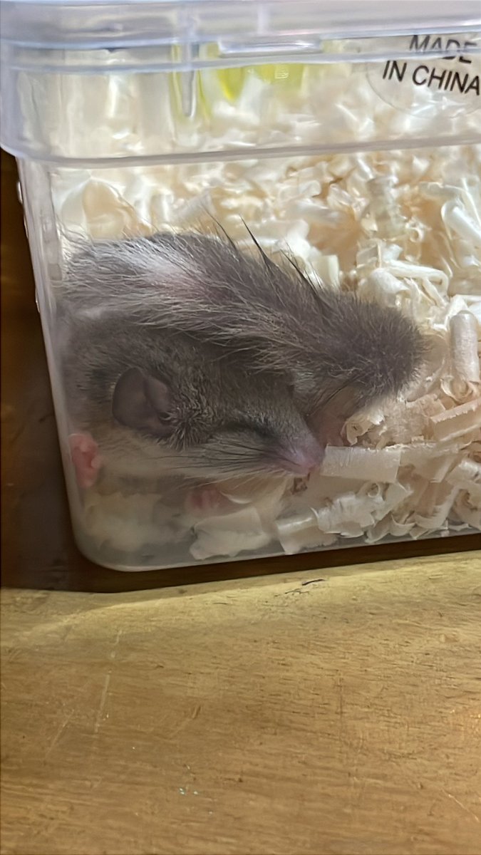 내가 못 산다...
밀웜 농부 집사라고.. 피그미 다람쥐 분양해왔다... 우리집에 생명은 더이상 naver인데...
우리집은 체치만으로도 힘들단 말야ㅠㅠ
지금 집사 마동석 병아리 짱 상태...