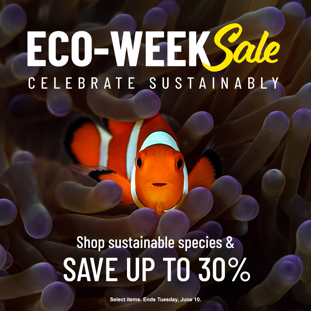 LiveAquaria's tweet photo. World Oceans Day has a special place in our hearts. To protect natural resources, we also offer captive bred and aquacultured species. Celebrate with us and save as much as 30% on eco-friendly species.
https://t.co/kXp21TiHkP
#freshwater #saltwater #marine #reef #reefsafefish https://t.co/L0ea61BE8P