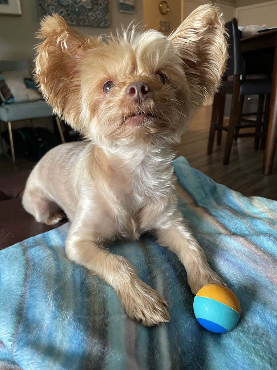 dott_freeman's tweet image. Mummy: “Can’t turn down that hope-filled little face.” 💋 #ThrowTheBallAgain 🎾 #AndAgain 🎾 #AndAgain 🎾