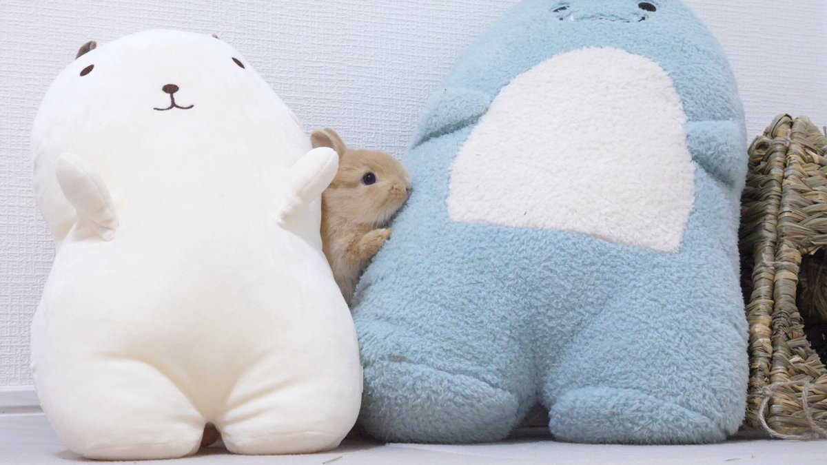 UsagimuraCh's tweet image. 初めてぬいぐるみを見た赤ちゃんうさぎ

youtu.be/Io2o4cBf4Vk
