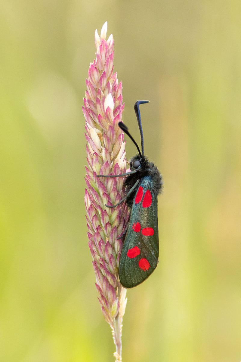 Keith Warmington (@keithwarmie) on Twitter photo A productive local morning walk around Baddesley Ensor produced 6 Marbled White, a new Dingy Skipper site, Peacock larval webs, 4 Large Skipper, 2 Small Tortoiseshell and this, our first Six-spot Burnet of the year. <a href="/BCWarwickshire/">BC Warwickshire</a> A productive local morning walk around Baddesley Ensor produced 6 Marbled White, a new Dingy Skipper site, Peacock larval webs, 4 Large Skipper, 2 Small Tortoiseshell and this, our first Six-spot Burnet of the year. <a href="/BCWarwickshire/">BC Warwickshire</a>
