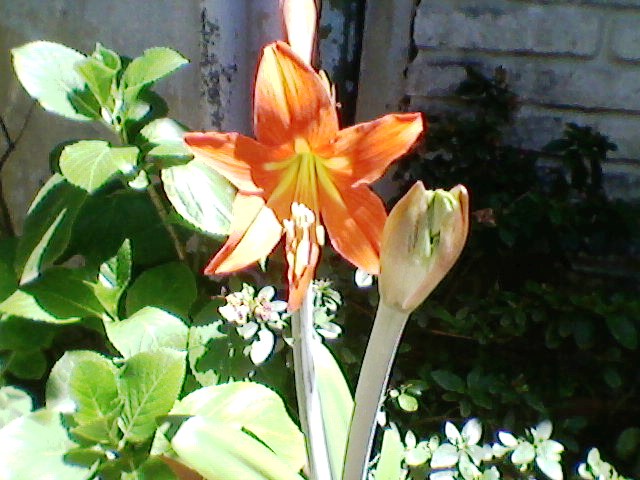 Regalando colores....