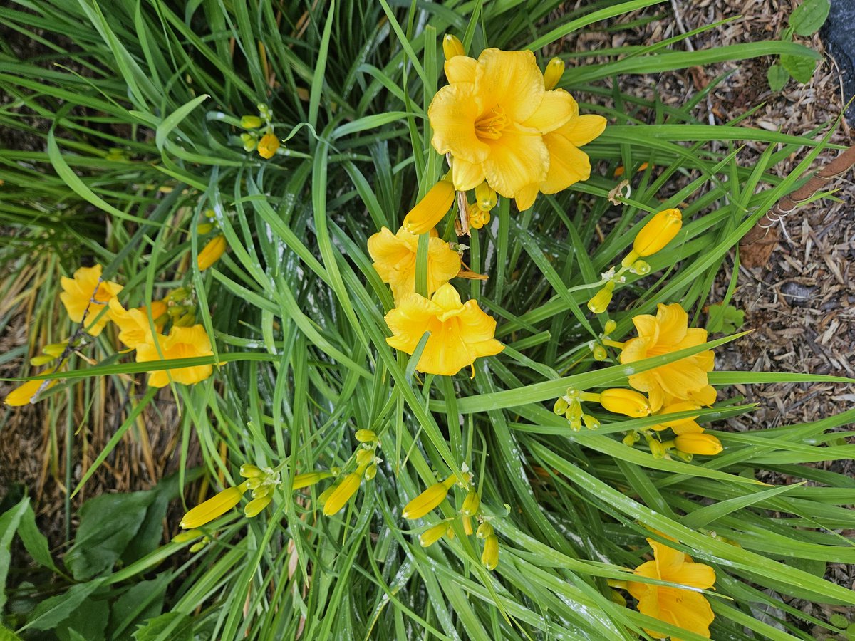 #SundayYellow Stella de Oro daylilies blossoms and buds #GardeningTwitter