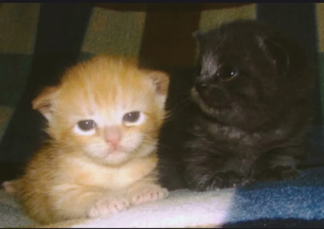 twin cats 🐈🐈‍⬛