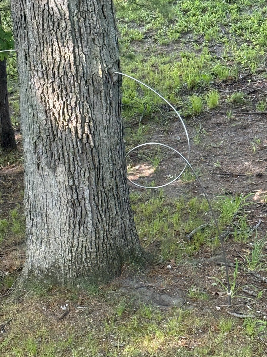 Is this tree grounded or something?