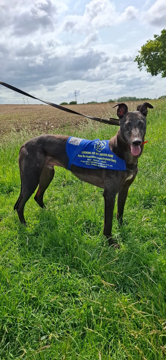 😊 My great pleasure this morning to walk big, affable, flappy eared, boy, Harry. If you have a space on your sofa and some cuddles to spare for this handsome houndie, please get in touch with #HomeRunHoundsEasternCounties. Contact details on Harry's jacket.