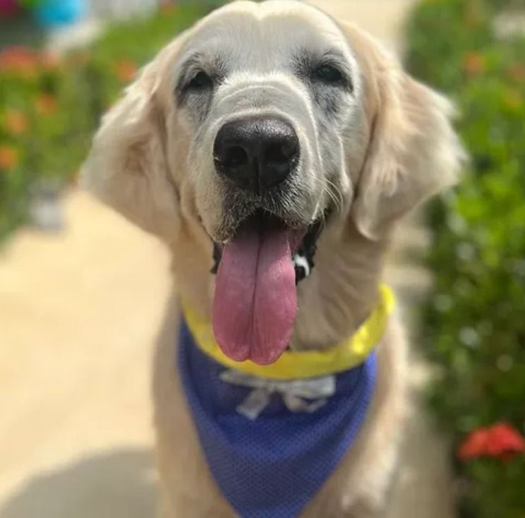 NiallHarbison's tweet image. People always ask how to support my mission to save street dogs...
💵 Donate happydoggo.com/donate
📩 Weekly update niallharbison.substack.com
📱 Follow instagram.com/niall.harbison/
📚 My Book lnk.to/TinaTheDogWhoC…
Any of those help 🥰🙏