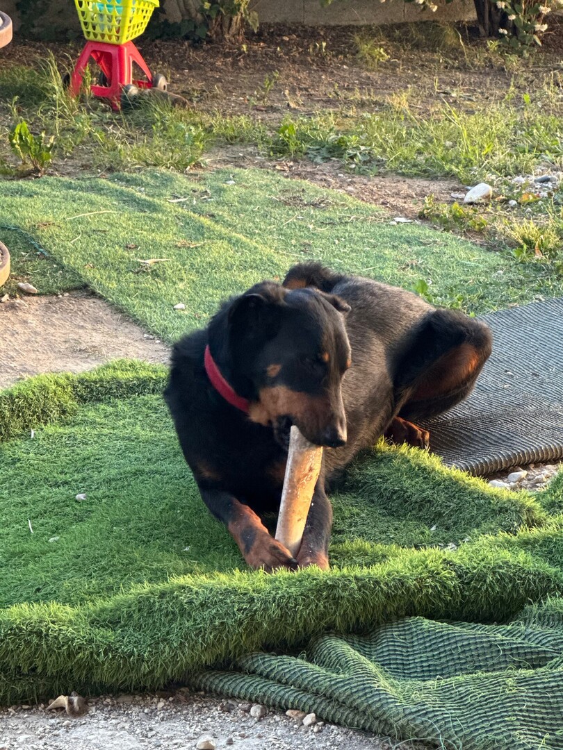 🟠 🐶 Chien perdu le 06/06/2025 à Montvendre (26120).
Race : Beauceron / Âge : 4 an(s)
Raja / Femelle / Identifié(e) : Oui

☎️ 0786790722
📧  faaornella@gmail.com

#VigiPets #chienperdu #chientrouve #chien #perdu #trouve