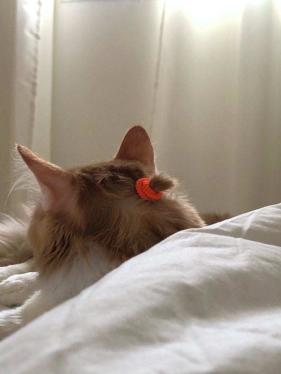 contents that ll heal your depression 🌻 (@catshealdeprsn) on Twitter photo 