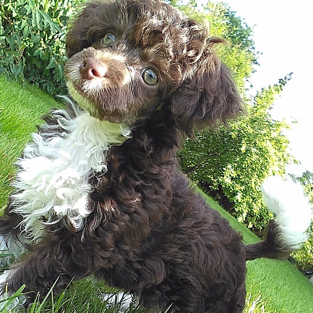 Willy-villakoira tweet media