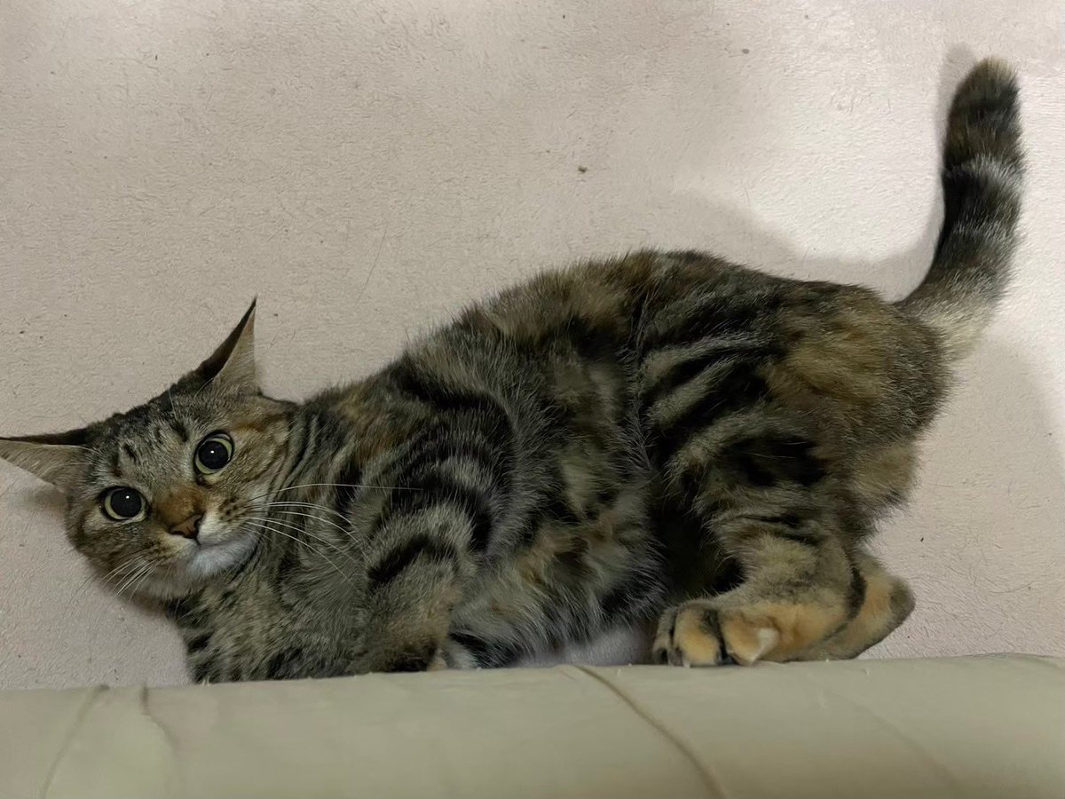 最近とあるお仕事で猫のイラストを描いて、我が家の猫も描いてみたくなった

#猫 #cat #illustration