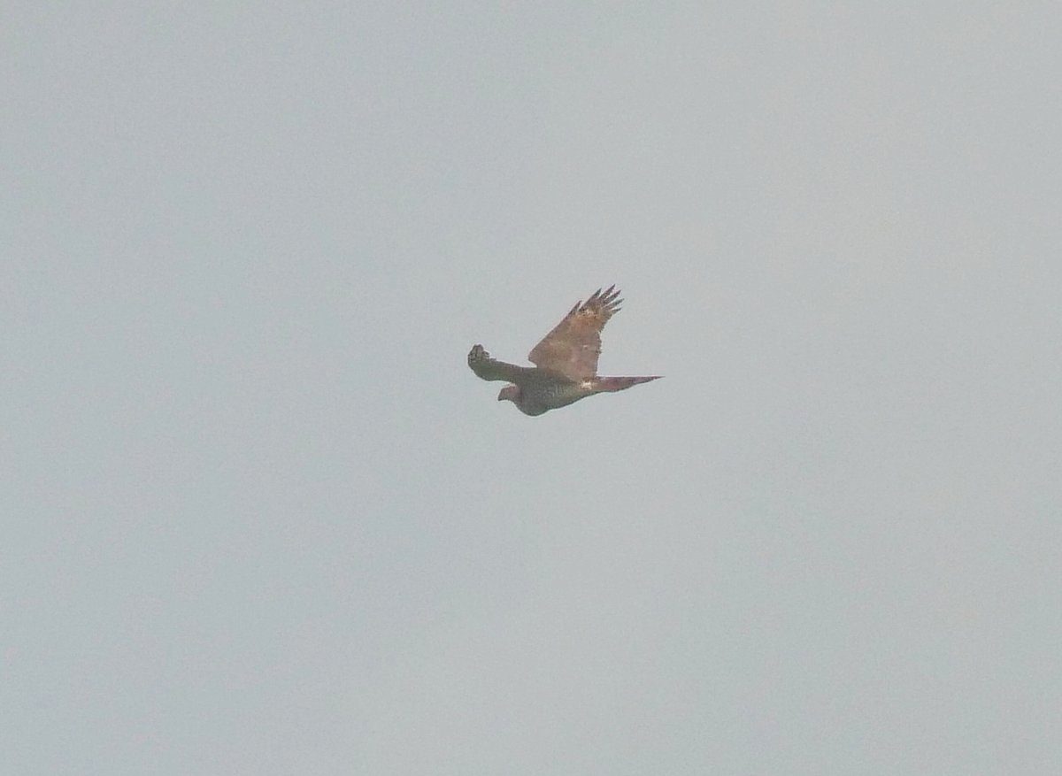 This adult female Goshawk flew over this morning. It must have just fed well, Just look at that full crop.
