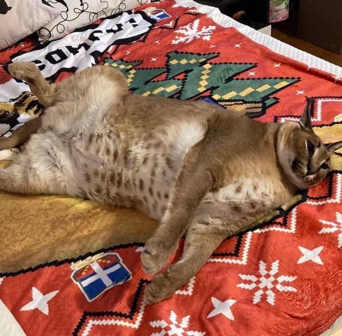 จอนเหมือนโกชานอนให้แม่เกาพุง