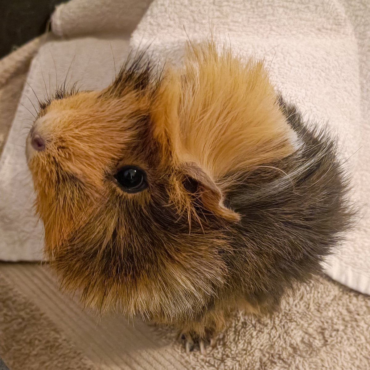 Přestaň, Evi. Tu nejlepší mrkvičku na světě ze zahrádky Dana Vávry už nemáme. Už jste ji se Stellinkou snědly. Až strejda Dan zase pojede okolo ve svém Bentley, které je nejlepší na světě a vyhrál s ním, i když nesoutěžil, tak strejda Dan zase nějakou mrkvičku přiveze. 🤷‍♂️🤷‍♂️🤷‍♂️