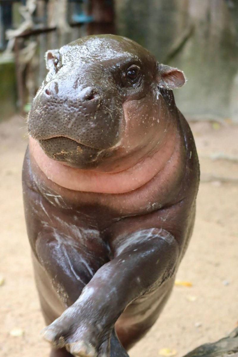 กุลสตรี ฮิปโป
#hippo #PygmyHippo #ขาหมูแอนด์เดอะแก๊ง #หมูเด้งจะเด้งกี่โมง #Moodeng #พี่ขาหมู #สวนสัตว์แปลกเขาเขียว