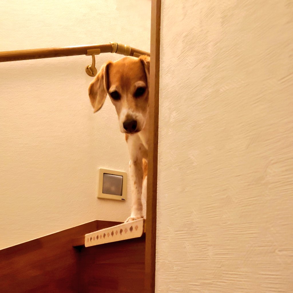 いつも先に階段駆け上がって踊り場で待っててくれるがじゅまる
可愛いね