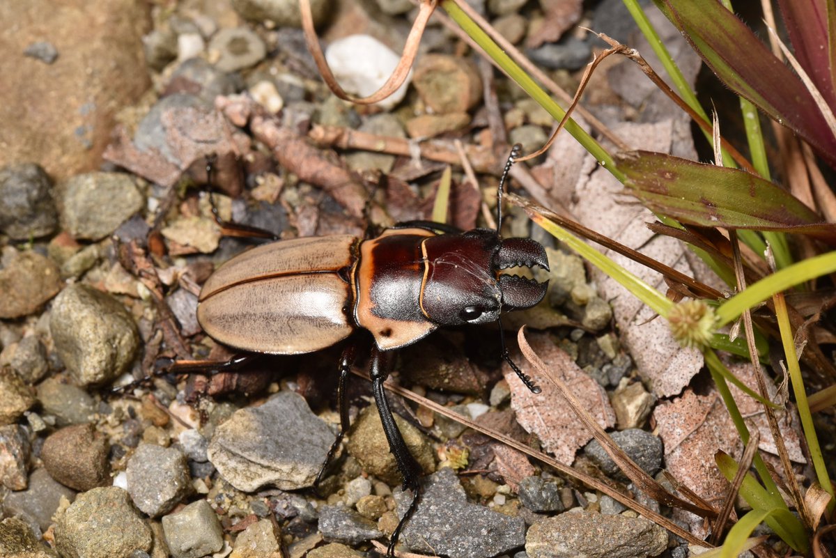 スミス tweet media