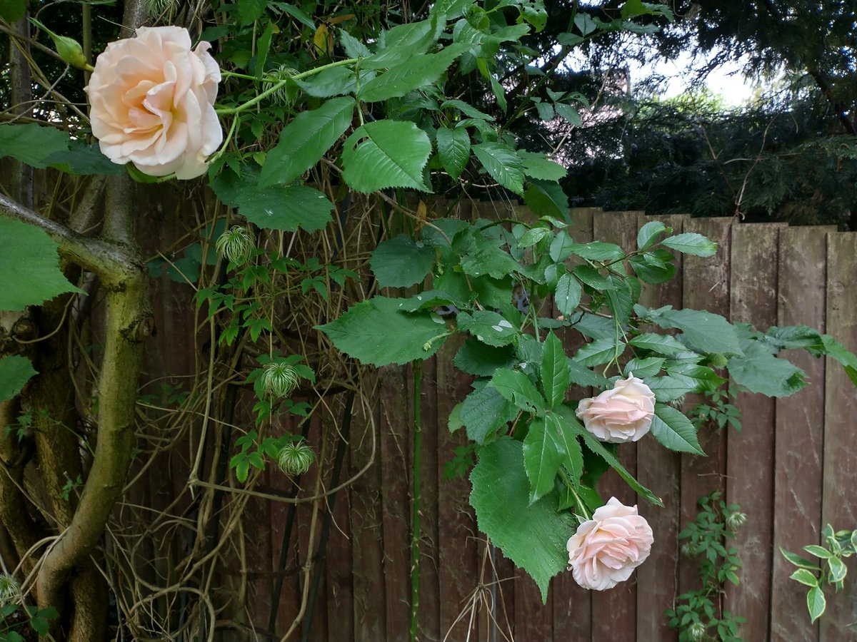 Rosa 'Sweet Honey' enjoying life as a climber <a href="/rosesukroses/">🌹rosesuk</a>