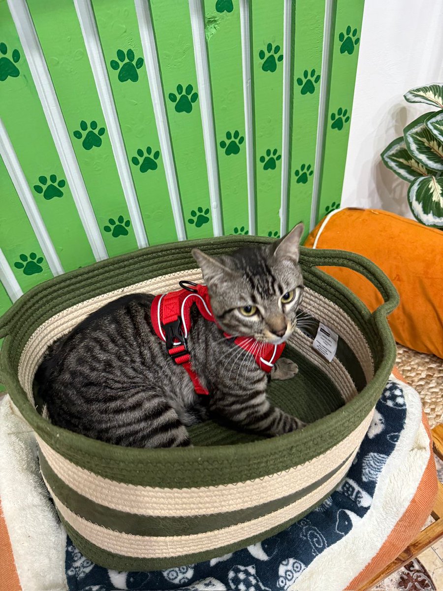 ✨🐾Gathanas Tienda ya abrió sus puertas para que tus peludos nos visiten. Él es Oreo, sus papitos gatunos lo llevaron a nuestra tienda y allí Oreo nos robó el corazón. ❤️
Estamos en Ejido #Mérida