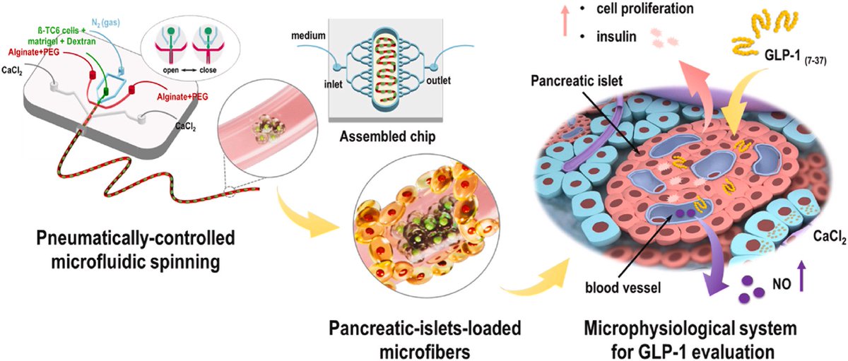 Biomaterials_'s tweet image. Engineering pancreatic islet-loaded microfibers via pneumatically-controlled microfluidic spinning for the assembly of a microphysiological system doi.org/10.1016/j.biom…