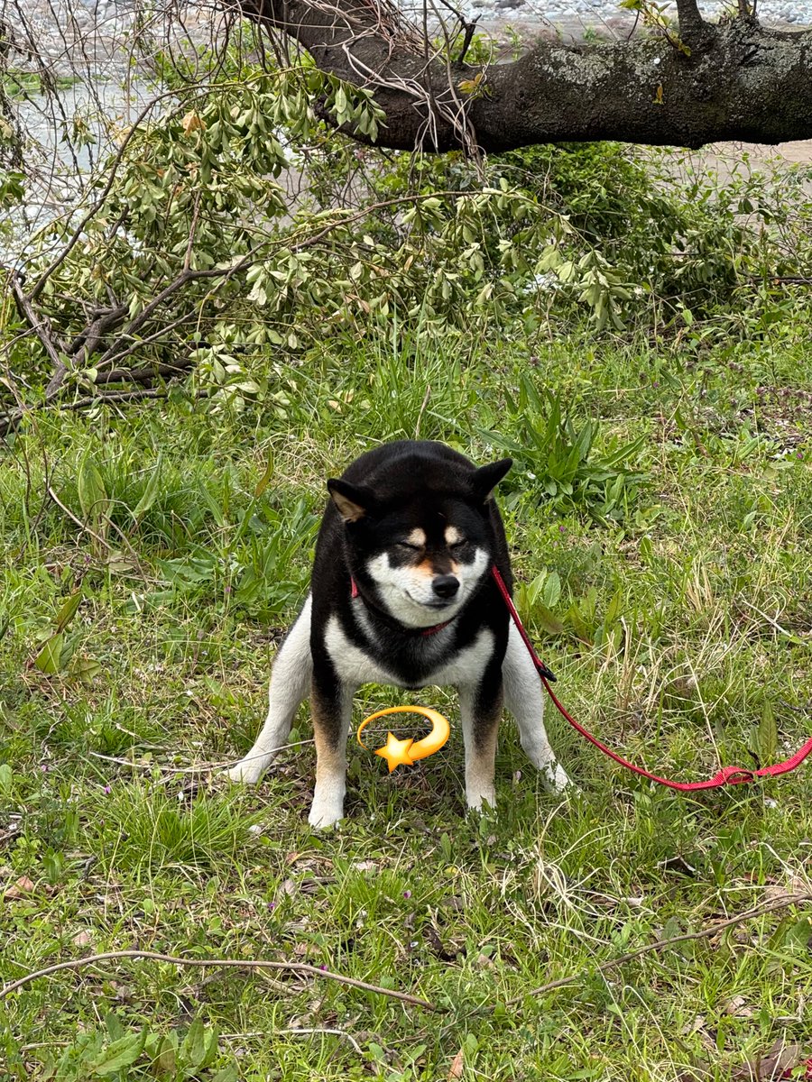 shockson's tweet image. #犬のうんチングポーズ選手権

大開脚とひこうき耳がポイント。
