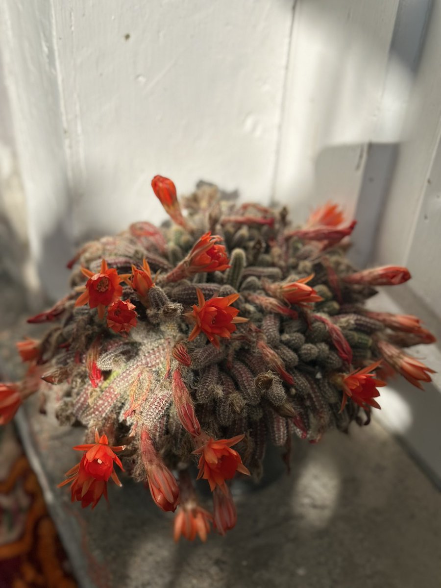 Kaktüs bile olsan, ait olduğun yeri bulunca çiçekler açarsın