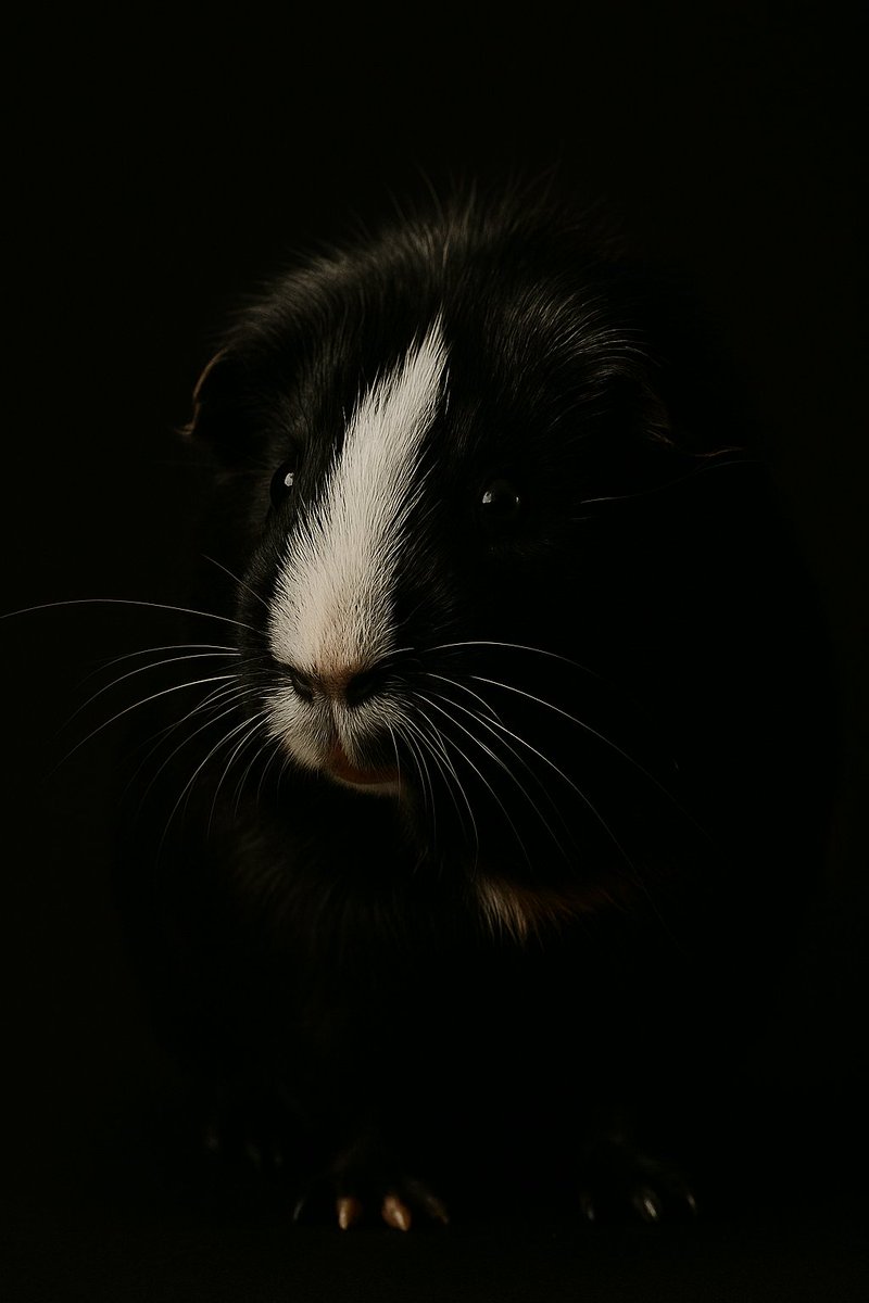 fermedoudou's tweet photo. 📸 Tu crois qu’on peut avoir du charisme avec une touffe sur le crâne et du foin entre les dents ?
Spoiler : l’attitude, c’est inné. Le reste, c’est de l’herbe.
#BookPhoto #PortraitAnimalier ##beautenaturelle https://t.co/yZY2SiS4Fo