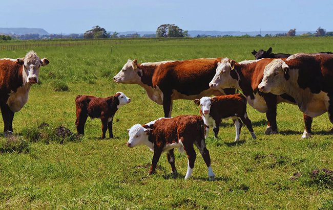 Agroverdad's tweet photo. Por departamentos y pedanías🐮🗺️
Datos ganaderos. La producción de carne y leche de Córdoba, en 8 mapas con información actualizada
➡️ https://t.co/rqBpBRePo2
#40AñosAV #AgroTitular #AgroCordoba #agro #campo #ganaderia #lecheria #bovinos #ovinos #caprinos https://t.co/dD78BLp8WU