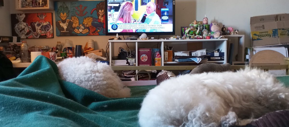 #estefinde ellos duermen en la cama ,en la foto falta uno son tres, yo les tengo que pedir permiso para dormir con ellos... Saludos desde Tucumán