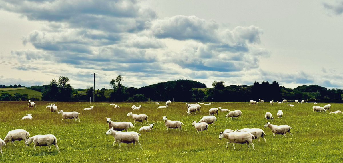 The UK Climate Change Committee suggests a 27% reduction in cattle and sheep numbers by 2040, rising to 38% by 2050. Net zero zealotry that will make absolutely no difference whatsoever apart from having a devastating impact on the farming industry.