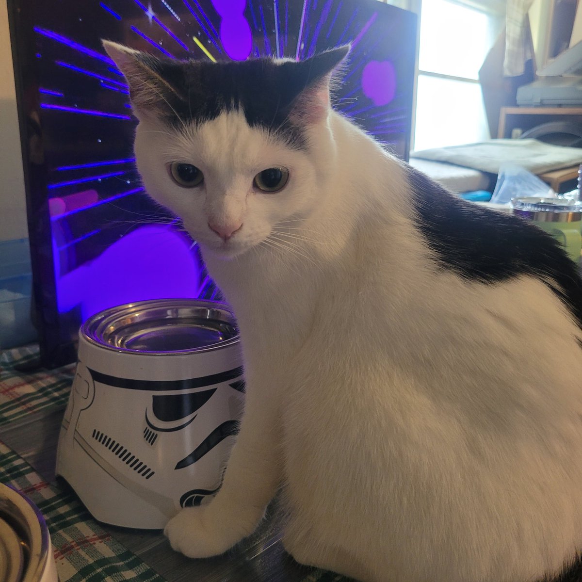 #SithSaturday L🍄VE! #Stormtrooper: "Let me see your identification."
#StarWars IV
Luv, Jedi Mushroom Skywalker!
❤️🛸🍄💫❤️
#JediMushroomSkywalker
#MushroomCat
#catoftheday
#CatsOfTwitter 
#StarWarsQuotes
#MayTheForceBeWithYou 
#MayThePawsBeWithYou