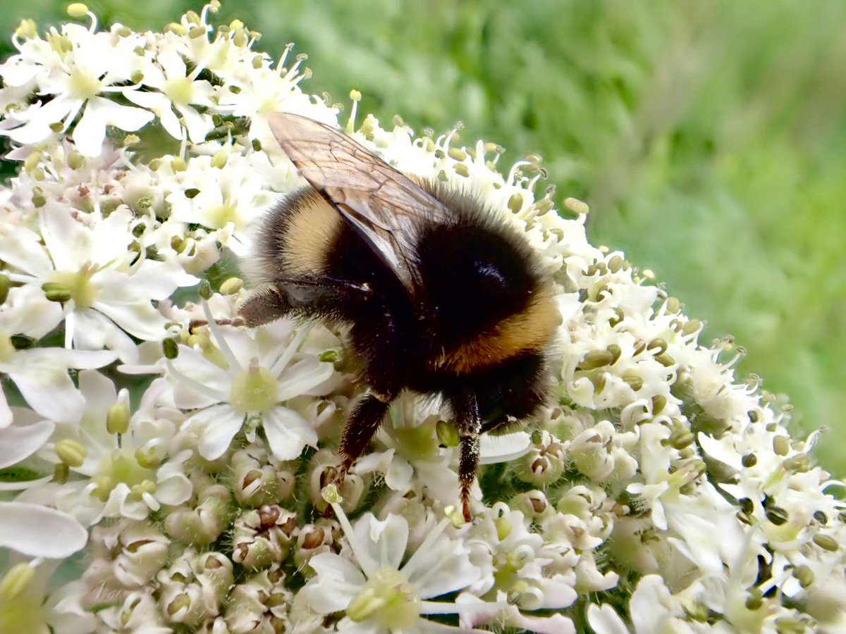 FreestoneFF's tweet image. With the rivers blown again, I decided to take the camera for a walk around Rodley Nature Reserve to take a few portraits of some of there smaller residents!