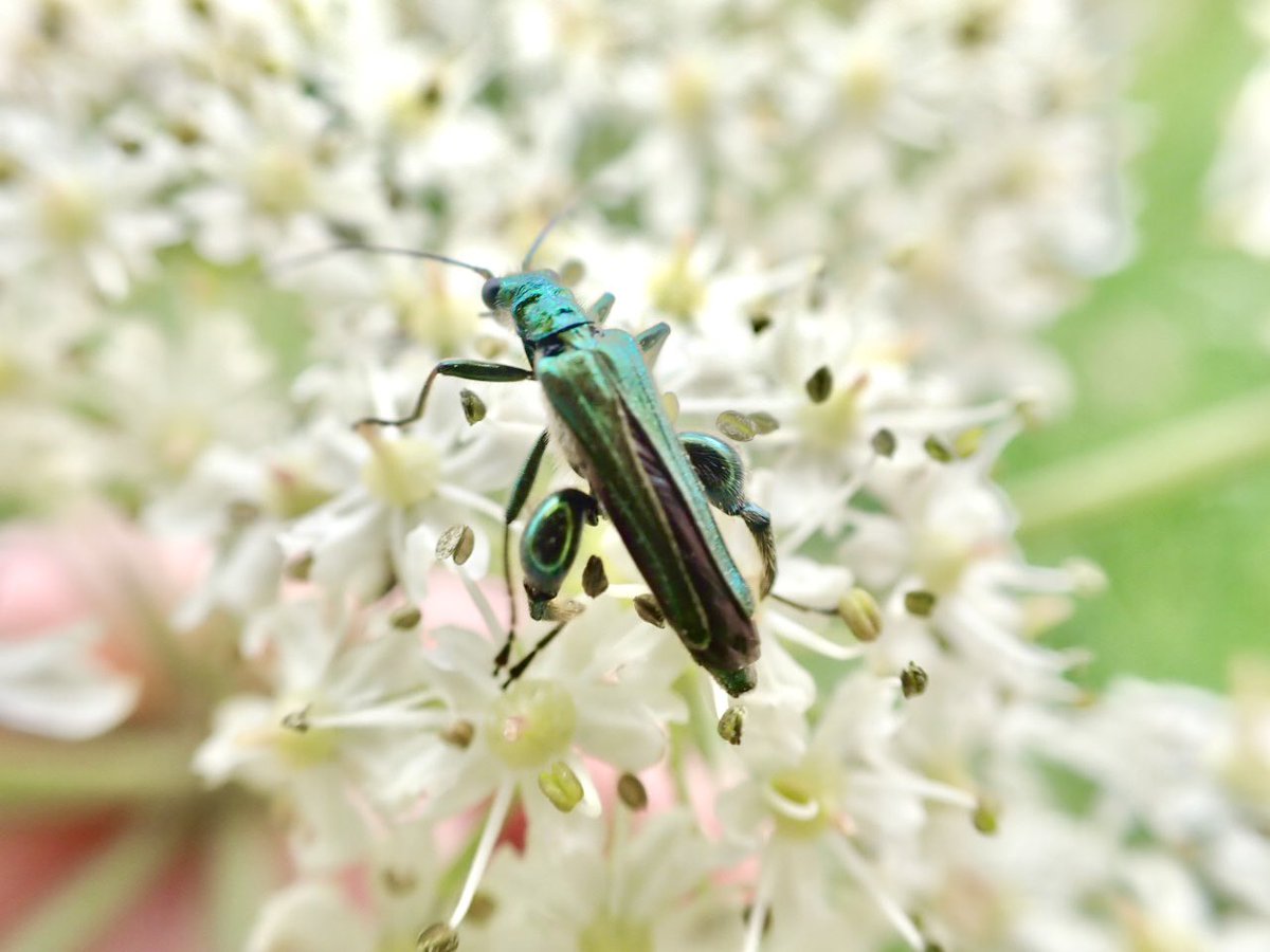FreestoneFF's tweet image. With the rivers blown again, I decided to take the camera for a walk around Rodley Nature Reserve to take a few portraits of some of there smaller residents!