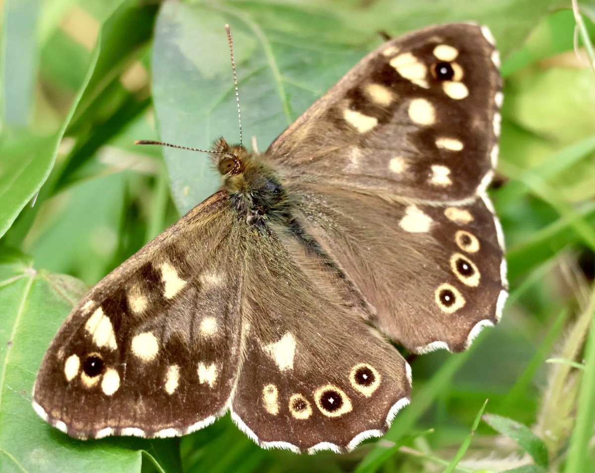 FreestoneFF's tweet image. With the rivers blown again, I decided to take the camera for a walk around Rodley Nature Reserve to take a few portraits of some of there smaller residents!
