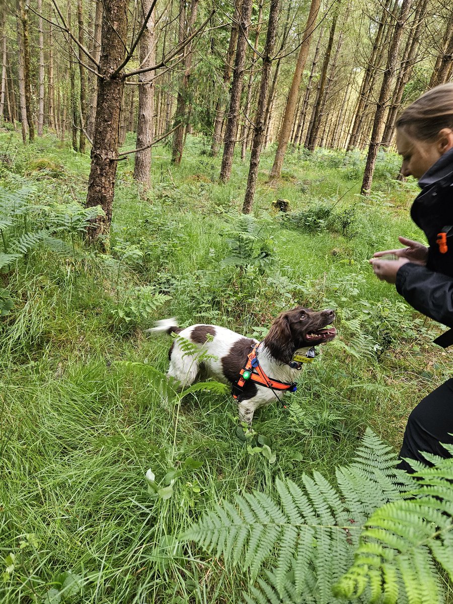 SearchDogOppo's tweet image. Found her, gimme the ball #thenosknows #activespringer.