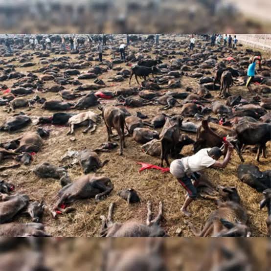 கடலோடி🇮🇳 tweet media