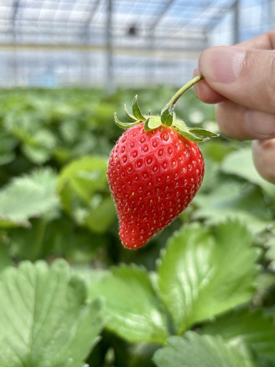 まだやってたので、いちご狩り🍓
食べ過ぎたな。

#いちご狩り
#原田農園