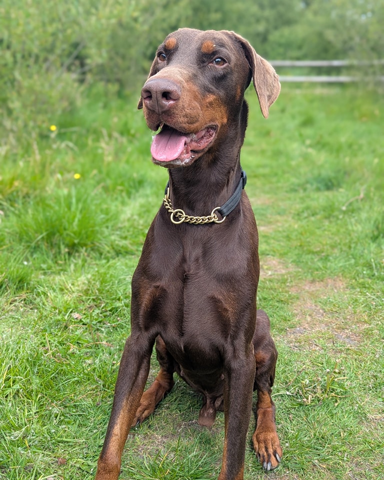 UkRescue's tweet image. Hi, I’m Nico, a handsome 6-year-old charmer looking for my forever home—could it be with you?
I’m a perfect gentleman, happy to play with other dogs or potter around solo. I walk nicely on a leash, love cuddles, and get along great with older kids. My docked tail wags plenty,…