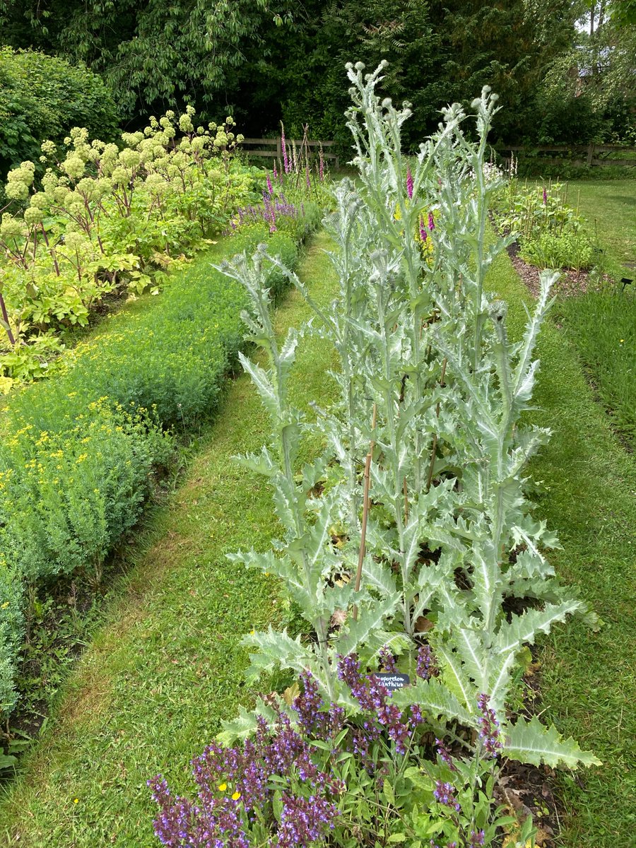 Inspired  by  The Power of Plants🪴🌿🌱 @weledauk garden, making connections to everyday life 💚learninnatureblog.wordpress.com/2025/06/05/the…