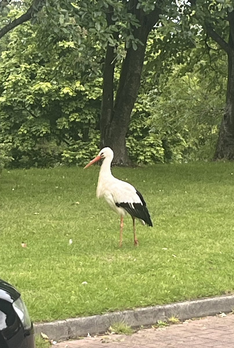 Stork stalking in Belfast this morning - at Annadale.