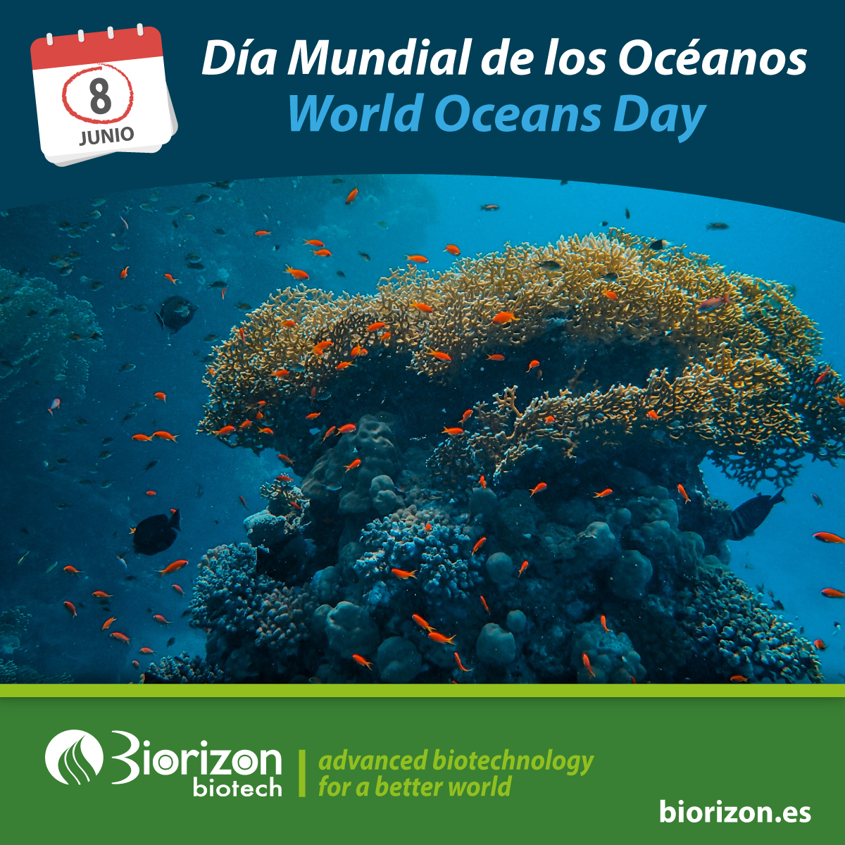 🌊 Hoy, en el #DíaMundialDeLosOcéanos, recordamos que los mares cubren + del 70 % del planeta y generan gran parte del oxígeno que respiramos.
Las #microalgas, clave en este proceso, también capturan CO₂ y ayudan a frenar el cambio climático.
#sostenibilidad #economiacircular