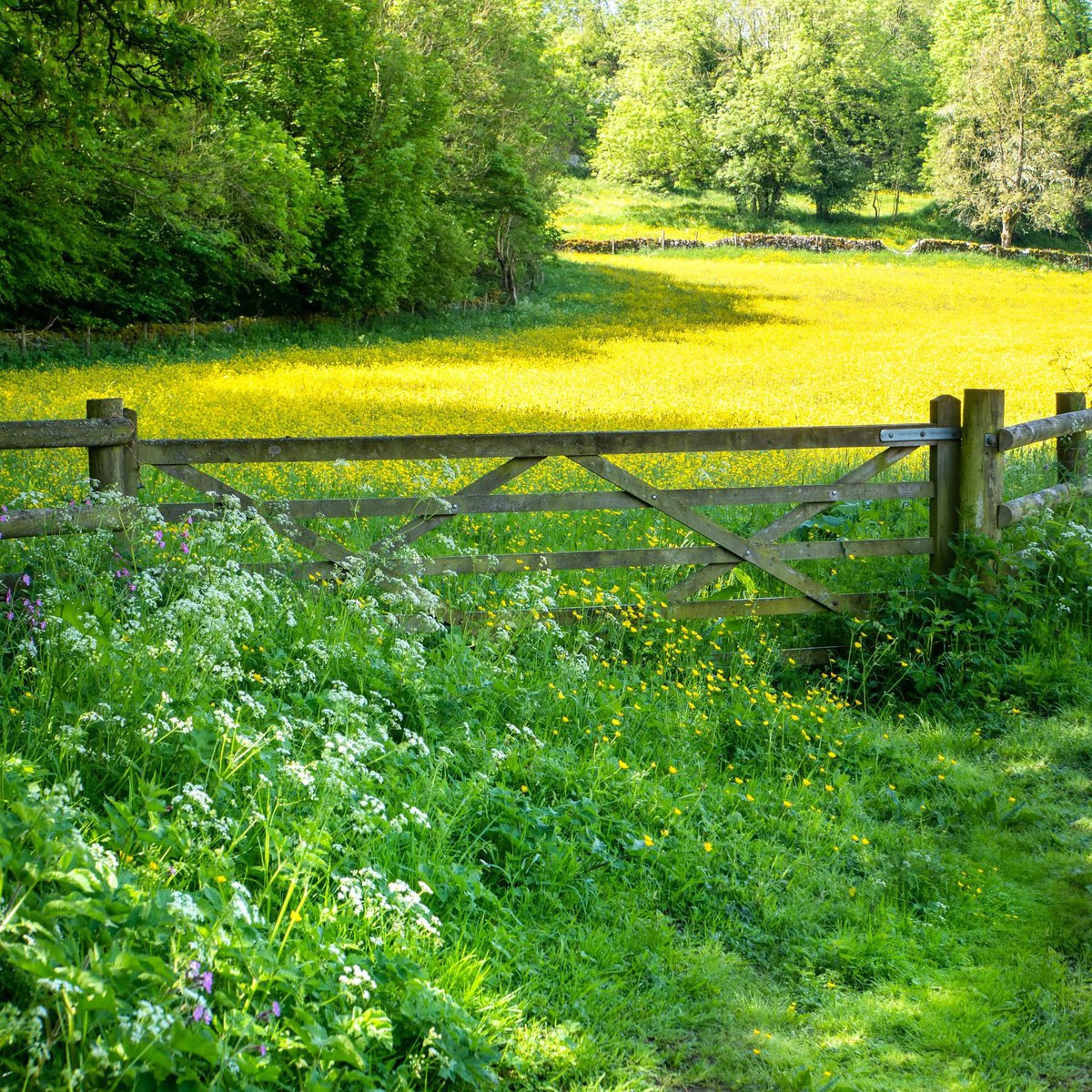One of my favourite #peakdistrict walks is from the sleepy hamlet of Alport along the crystal-clear River Bradford. As you emerge from the shade of the limestone cliffs you enter meadows that are just overflowing with buttercups. There are swallows swooping overhead, cows and