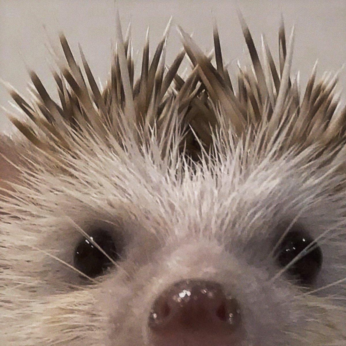 💭🫸🏻🦔🫷🏻💭