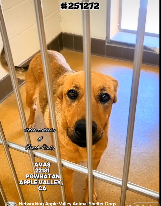 Keith Olbermann's Dogs (@tomjumbogrumbo) on Twitter photo Scar #251272 is now pending euthanasia in deadly Apple Valley CA. Just 2 years old and down to her final hours. If you can help her, or would like more info, please email keitholbermanndogs@gmail.com urgently. Thank you. Scar #251272 is now pending euthanasia in deadly Apple Valley CA. Just 2 years old and down to her final hours. If you can help her, or would like more info, please email keitholbermanndogs@gmail.com urgently. Thank you.