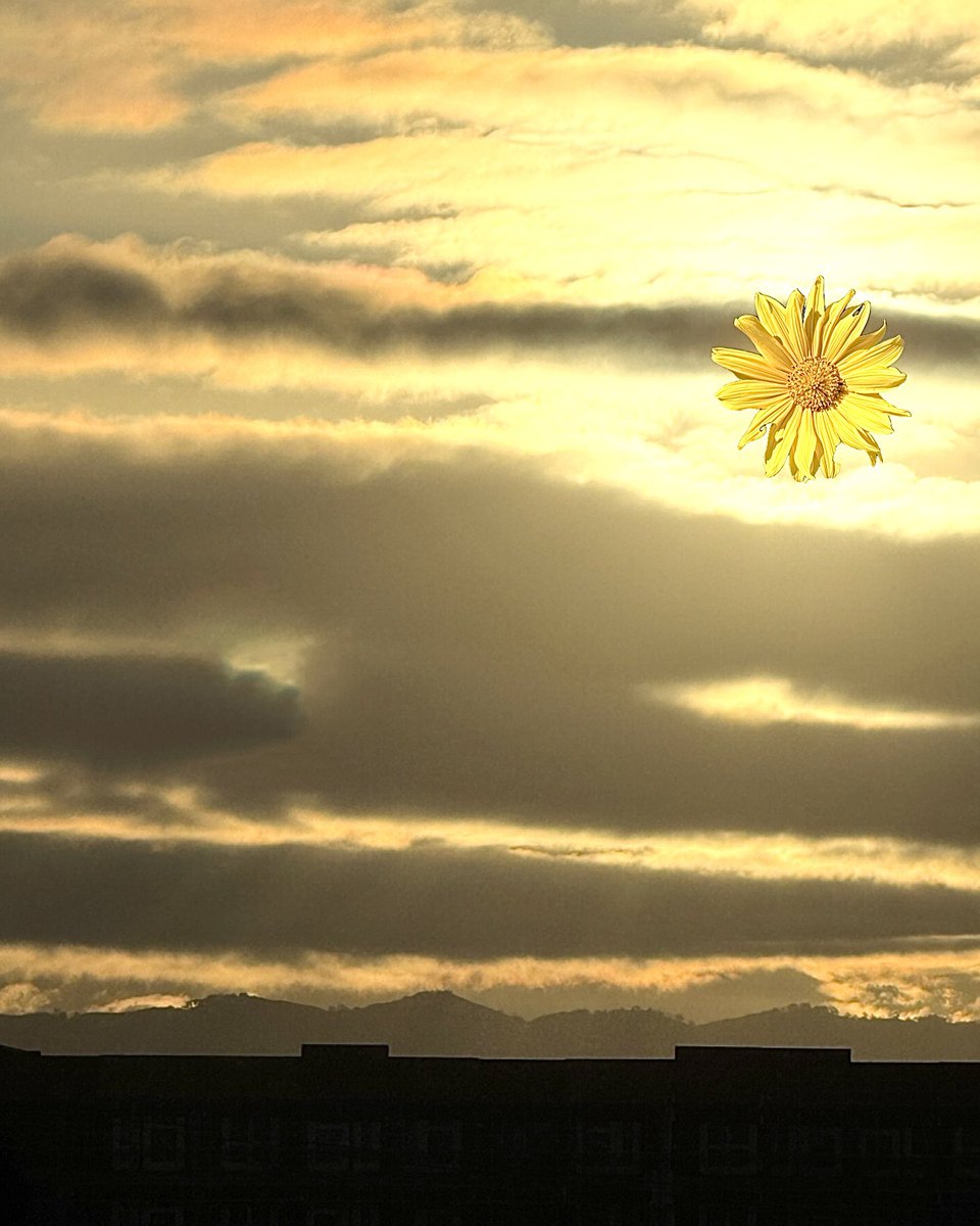 HarriganCath's tweet photo. An April sunrise from NorCal since it's rather blah outside. Yes, that's a marigold rising. No worries, the sun is behind it.
#AlphabetChallenge
#WeekWForWacky #ThePhotoHour #SundayYellow https://t.co/dVhQ7ddBu0