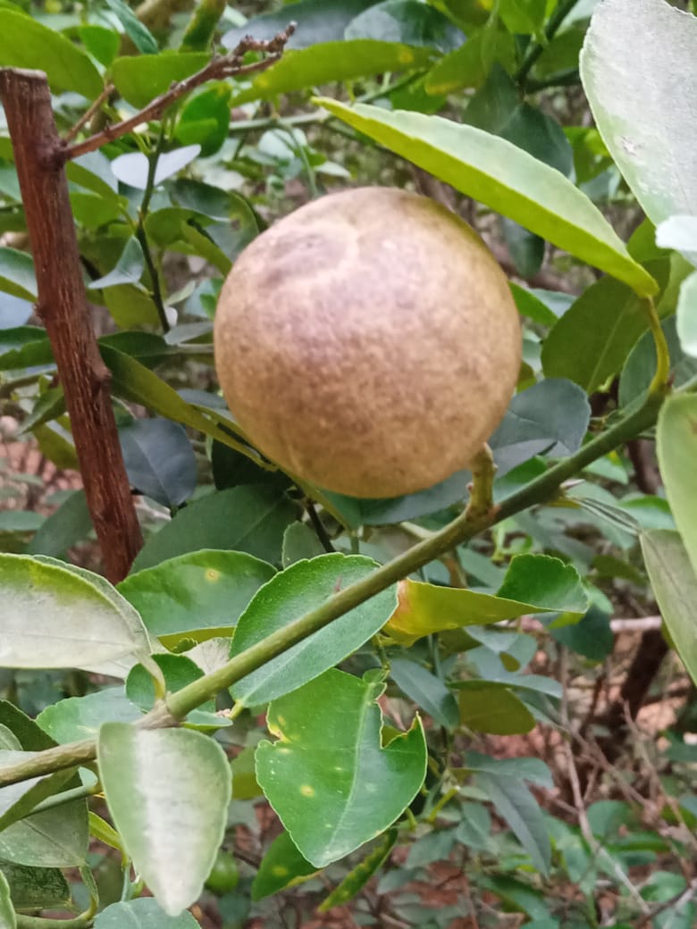 Citrus Rust mites  damage cells to collapse, resulting in a silvery, reddish,black  "sharkskin" texture. Damage is severe on fruits exposed to sunlight. Field sanitation and Apply Acaricides like W/S 80%WP2.5gm/lt,Spiromesifen 22.9%SC 1 ml/lt.<a href="/alabamaED/">Ed Sikora</a> <a href="/ICAR_IIHR/">ICAR-IIHR</a> <a href="/krushibibhag/">କୃଷି ବିଭାଗ, ଓଡ଼ିଶା</a>